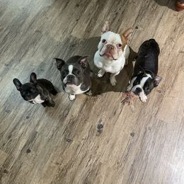 Boston Terrier Puppies from Bonze Boston Terriers