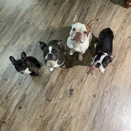 Boston Terrier Puppies from Bonze Boston Terriers