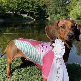 Dachshunds from Tamara's Dachshunds