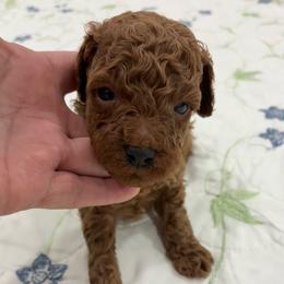 Boy 1 - Red  male Poodle puppy in Miami, Florida from Sakura Poodles