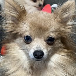 Hecate - Pomeranian