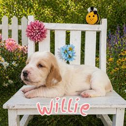 Willie - Red and white male Basset Hound puppy in Denison, Texas from Emma Lou's Baby Bassets