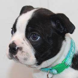 Nash Boy 3 - Black brindle and white male Boston Terrier puppy in Brooksville, Florida from I Love Pups
