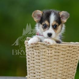 Red Collar - Black and tan female Pembroke Welsh Corgi puppy in Terrell, Texas from Brynwood Pembroke Welsh Corgis
