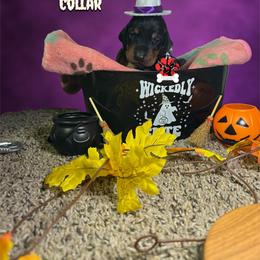 White Collar - Black and rust female Doberman Pinscher puppy in Canton, Ohio from Aaliyah’s Dobies