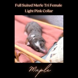 Bernedoodle Puppies from Teddy Bear Bernedoodles