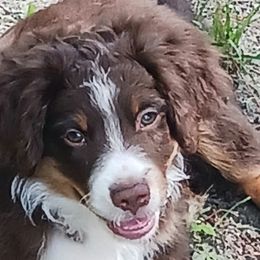 Miniature Australian Shepherds from Dog Father Kennels