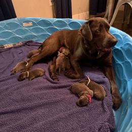 Light Blue - Charcoal male Dilute Retriever puppy in Marion, Illinois from Summer Lovin’ Labradors of Southern Illinois