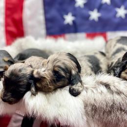 Dachshund Puppies from Hart Dachshunds