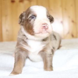 Tanjiro - Red merle male Australian Shepherd puppy in Macon, Georgia from Shaina’s Shepherds