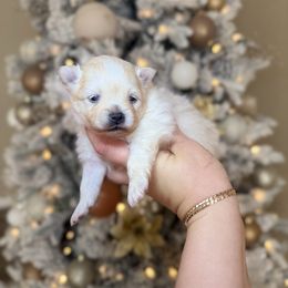 Rio - Cream male Pomeranian puppy in Phoenix, Arizona from Luxpomz