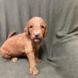 Ariel - Red  female Goldendoodle puppy in Chino Valley, Arizona from Whiskey Row Royals