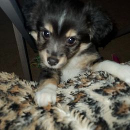 Miniature Australian Shepherd Puppies from M&B Mini Aussies