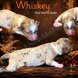 Whiskey - Red merle male Miniature Australian Shepherd puppy in Oronogo, Missouri from Dutton's Show Me Farms