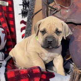 Choice Male 5 - Fawn male Boerboel puppy in Mansfield, Texas from Dynasty Blue Ridge Boerboel