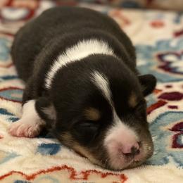Pembroke Welsh Corgis from JK Corgis