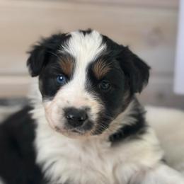 Bumble - Black tri-color male Australian Shepherd puppy in Morrow, Ohio from OakHaven Acres Aussies