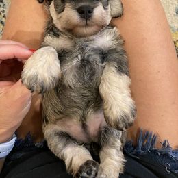 Miniature Schnauzer Puppies from Black Gold Miniature Schnauzers