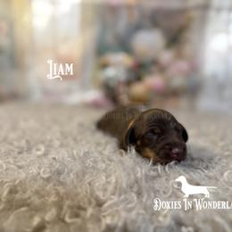 Liam - Chocolate and tan male Dachshund puppy in Rainier, Oregon from Doxies in Wonderland