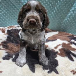 Boy 8 JACKFRUIT - Liver and white male English Springer Spaniel puppy in Saginaw, Michigan from Kemerer Springers