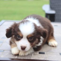 Bunny's Red Tri Male - Red tri male Toy Australian Shepherd puppy in Leighton, Alabama from Isbell Land & Livestock, LLC