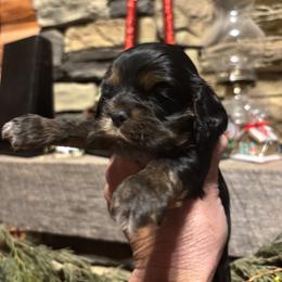 Boy 2 - Black and tan male Cocker Spaniel puppy in Sautee Nacoochee, Georgia from Candy's Cockers