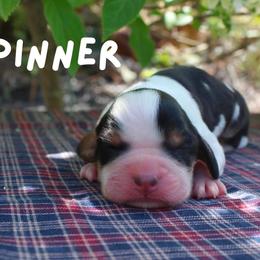 Spinner - Black white and tan female English Springer Spaniel puppy in Barnstead, New Hampshire from C & S Farms