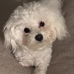 Tessi Mae - Bolognese