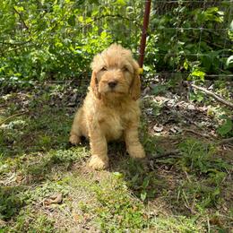 Boy 2 - Apricot male Double Doodle puppy in Jonesborough, Tennessee from Dry Creek Siberians
