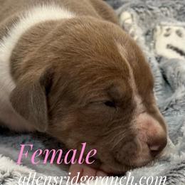 Lilac Mantle - Silver female Great Dane puppy in Greenville, South Carolina from Allen’s Ridge Ranch