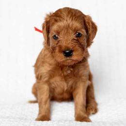 KENNEDY - Red  female Goldendoodle puppy in Meridian, Idaho from Country Club Doodles