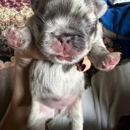 Sky - Black and white female French Bulldog puppy in Shakopee, Minnesota from Fishie's Frenchies