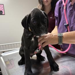 Millie - Brindle female Boxer puppy in Taft, Tennessee from Hillbillie Boxers