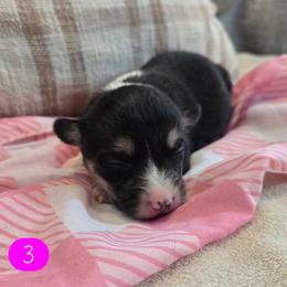 3 - Black and tan female Pembroke Welsh Corgi puppy in Necedah, Wisconsin from The 6Ks Paws and Hobbies