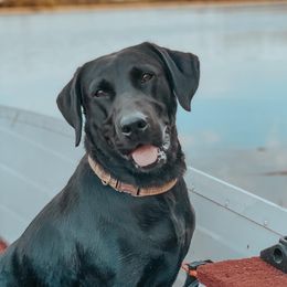 Ivy - Labrador Retriever