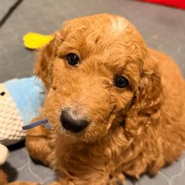 Corra - blue collar - Apricot female Goldendoodle puppy in Puyallup, Washington from Dawnie’s Doodles