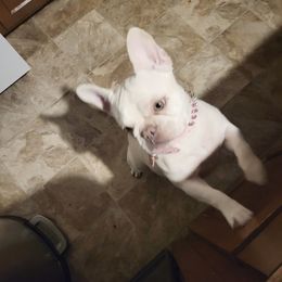 Monroe - French Bulldog