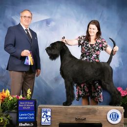 Maybach - Giant Schnauzer