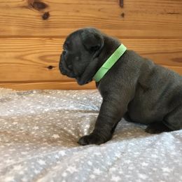French Bulldog Puppies from Crooked C Ranch