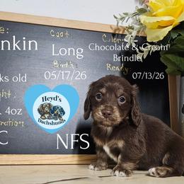 Dunkin - Chocolate and cream male Dachshund puppy in Hoquiam, Washington from Heyd's Mini Dachshunds