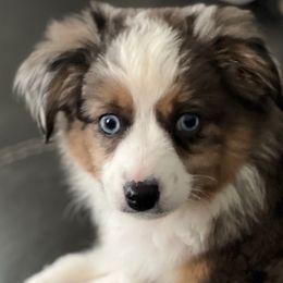 Hickok - The Wild Bill - Toy Australian Shepherd puppy from Klenke Toy Aussies