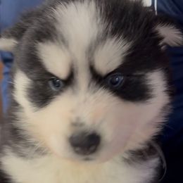 Sarah - Black and white female Pomsky puppy in Spring Hill, Florida from PDQ Pomskies