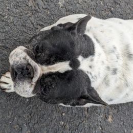 French Bulldogs and Pugs from Russell's Pugs and Frenchies