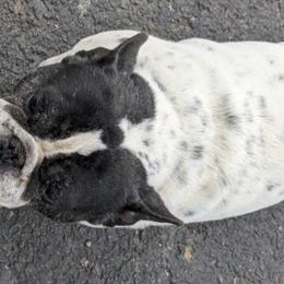 French Bulldogs and Pugs from Russell's Pugs and Frenchies