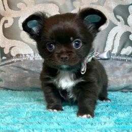 Kona - Chocolate and white male Chihuahua puppy in Mesa, Arizona from Arizona Dream Chihuahuas