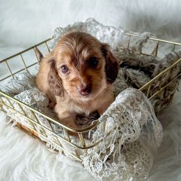 Beau - Cream male Dachshund puppy in New Albany, Mississippi from Double A. Doxies