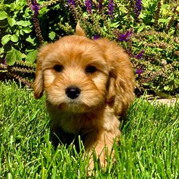 Cavachon, Cavalier King Charles Spaniel, and Cavapoo Puppies from Cavachon Love