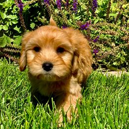 Cavachon, Cavalier King Charles Spaniel, and Cavapoo Puppies from Cavachon Love
