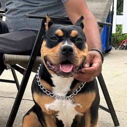 American Bully All Grown Up from Blue Fury