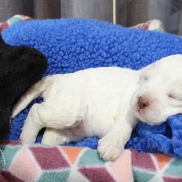 Lagotto Romagnolo Puppies from Royal and Loyal Lagotto Romagnolo